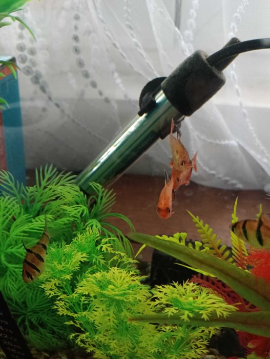 Рибки неони 5 броя