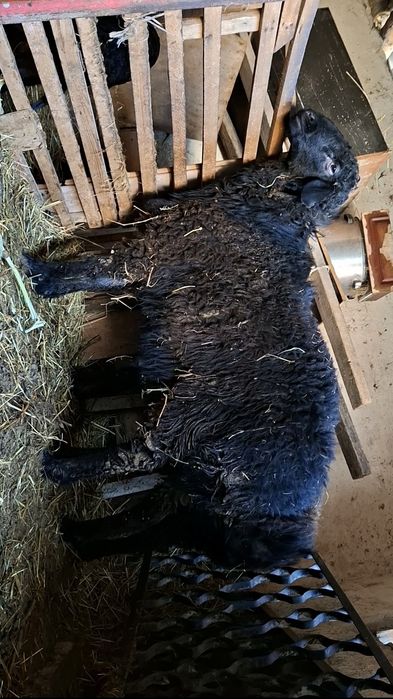 Баран здоровый хороший