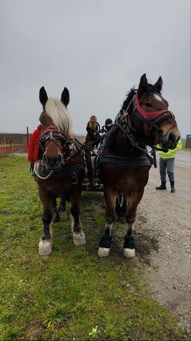 De vanzare manz de de 2 ani crescut de mine din cai forte buni