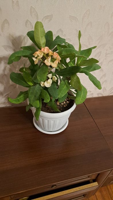 Цветы  разные ухоженные