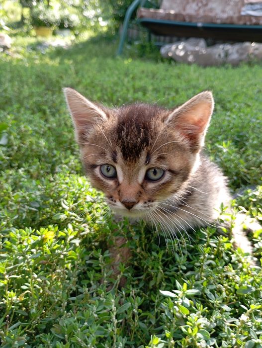 Отдам котят в хорошие руки