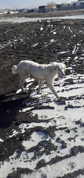 Тазы сатам каншык