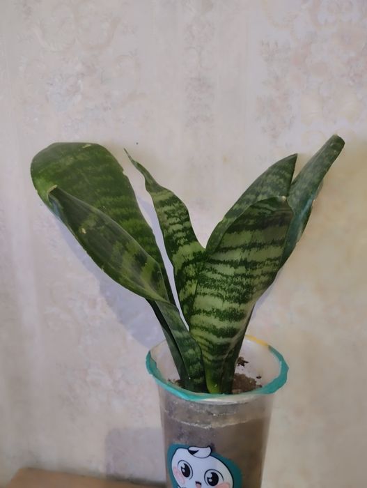 Сансевьерия сортовая  .