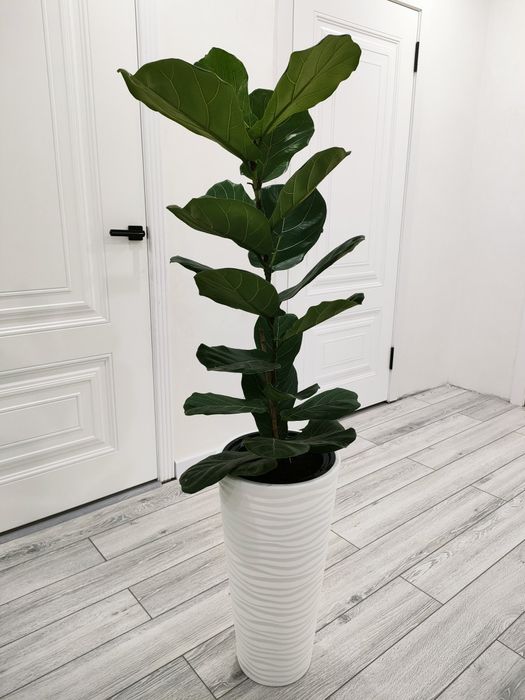 Комнатные цветы. Доставка