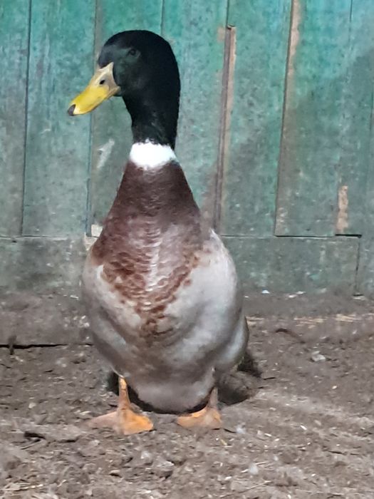 Продам на развод домашнегоселезня. .