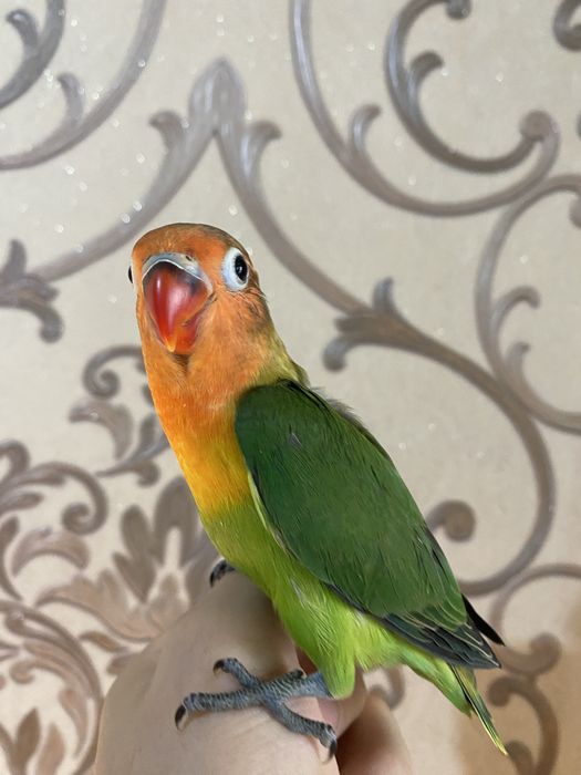 Ruchnoy popugay nerazluchnik sotiladi