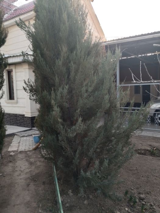 Мажевеник сатылады
