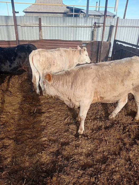 Тёлки жирные 1.5 годовалые