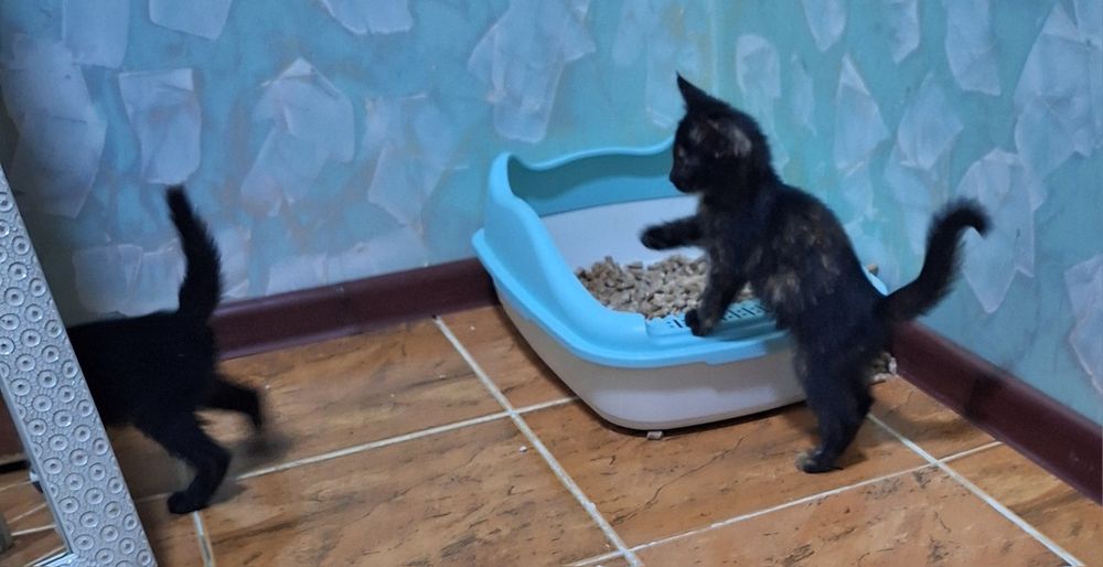 Отдам котят бесплатно