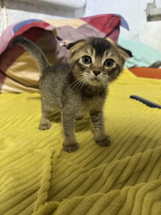 Котята две девочки