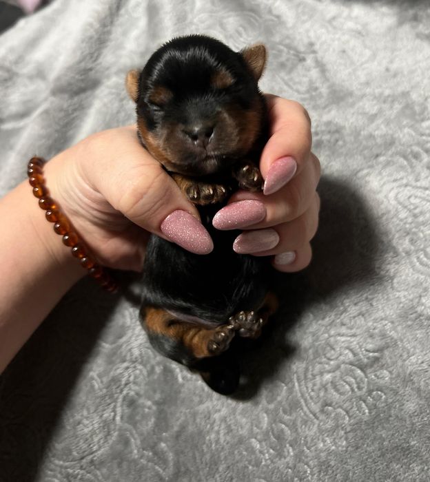 Шикарные щенки йоркширского терьера