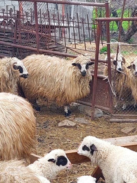 Oi cu miei de vânzare