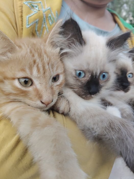 Котёнок, кошка, кошки