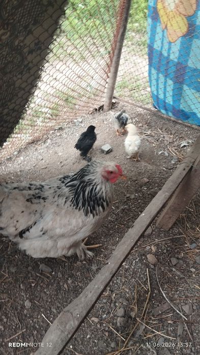 Продам курицу с цыплятами