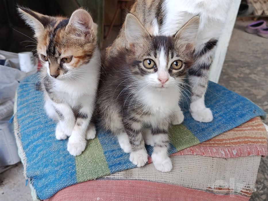 Котенок пристраивается.