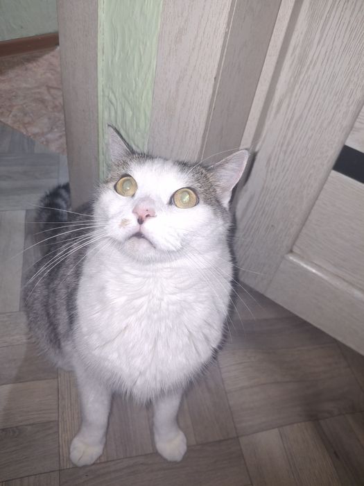 Отдам кота даром