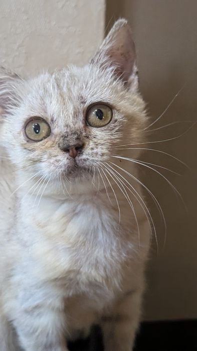 Отдам в добрые руки котят