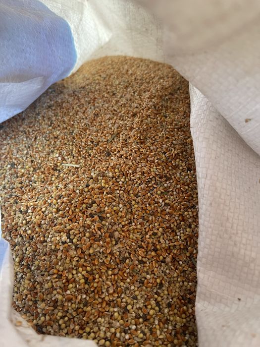 Корм для птиц