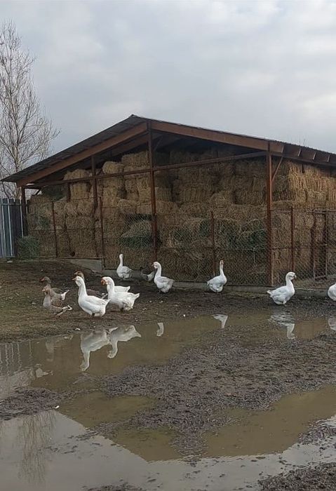 Гуси крупно серый и халмагор