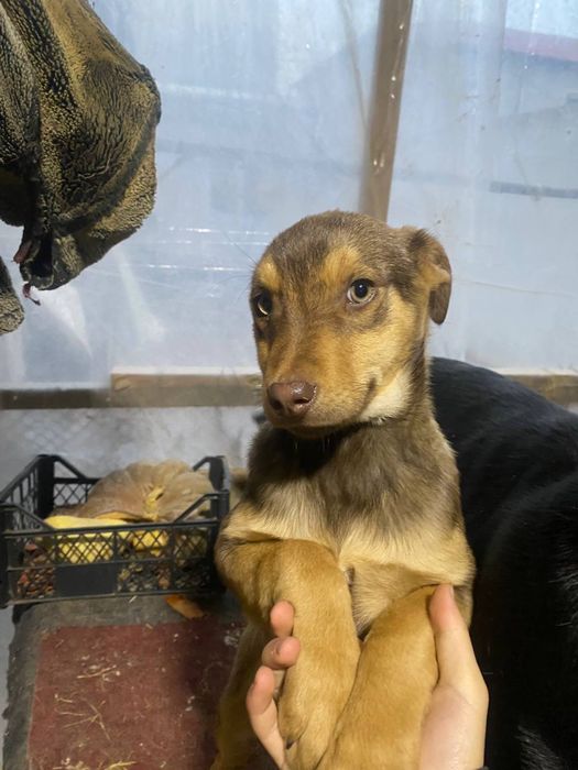 Кучиклар берилади 3ойлик