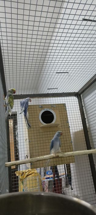 Ajerella sotiladi 1 par mutant,1 par kremeno ishlagan rabochchi parala