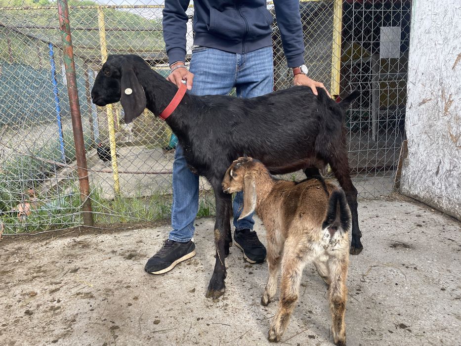 Tapişor Anglonubian - parinti cu pedigree