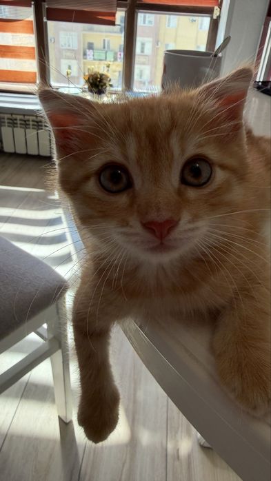 Рыжий котик в добрые руки