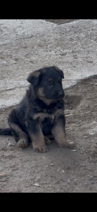 Немецкая овчарка щенок