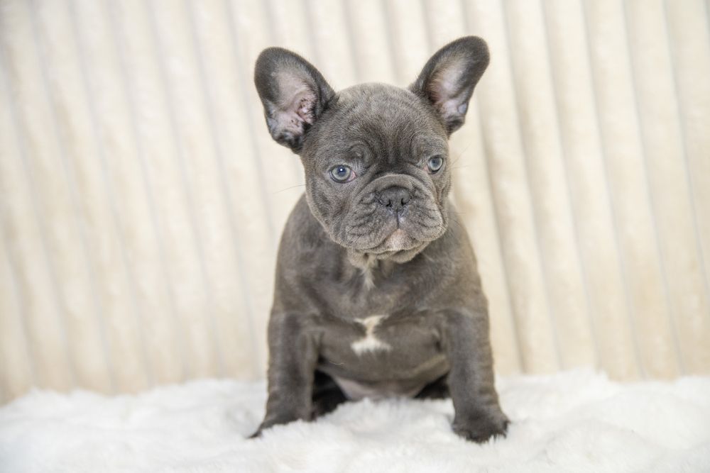 bulldog francez blue baietel