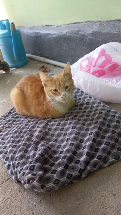 Котик бело-рыжий