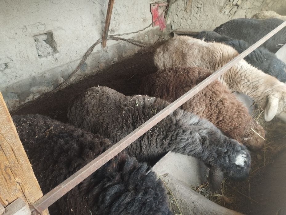 Qoʻchqorlar sotiladi manzil Kogon tuman