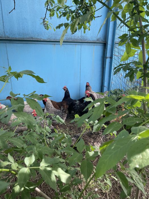 Продам домашних курей