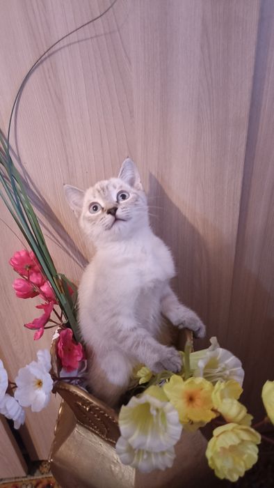 Отдадим котят в добрые руки