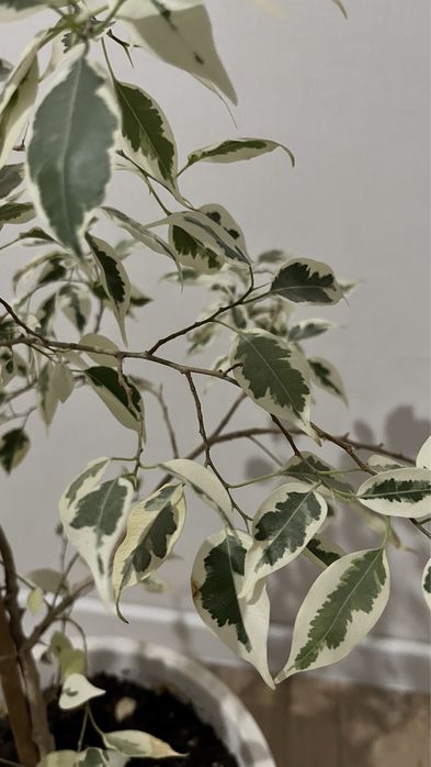 Фикус комнатные растения