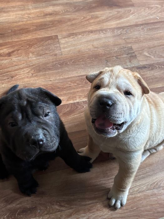 Продажа шарпей Чистокровные