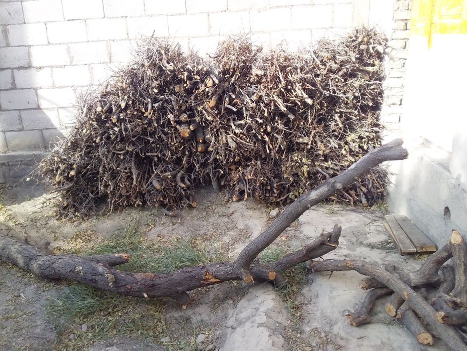 Утин залдори урик дарахти богланган