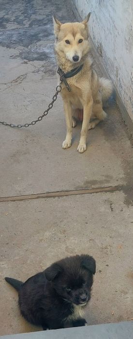 Щенок овчарка+спаниель+лайка