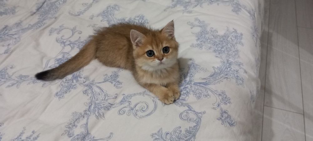 Британский Шиншила