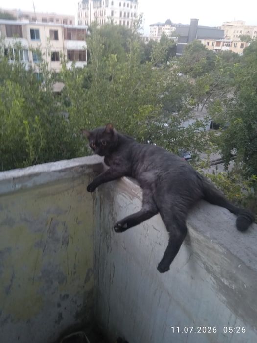 Продам кота по кличке Симба