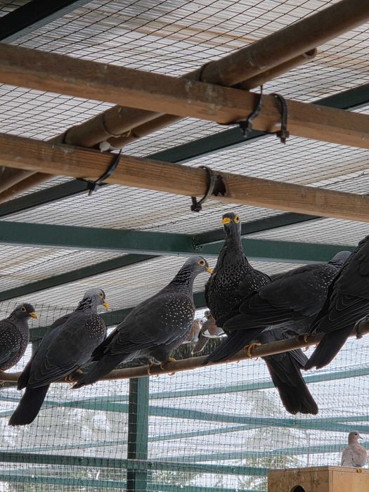 Vând Turturele Exotice