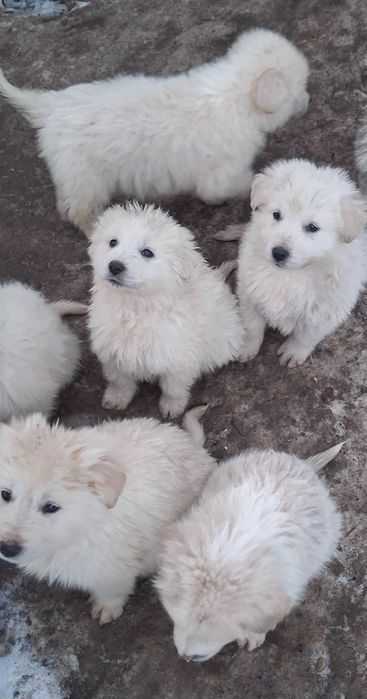 Vând căței bălani