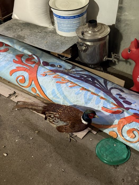 Фазан, Қырғауыл