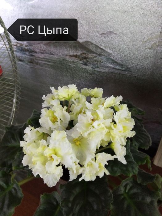 Продаются детки сортовых фиалок