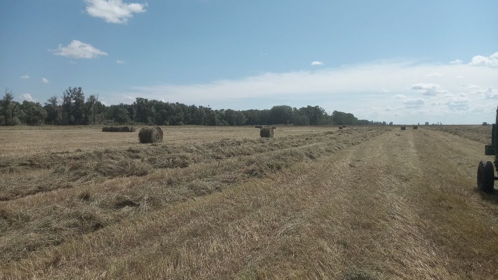 Продам сено луговое