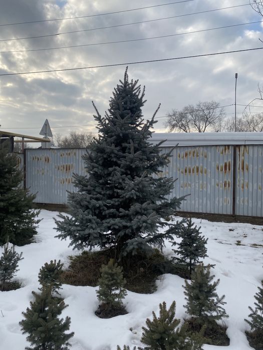 Ёлки Шыршалар