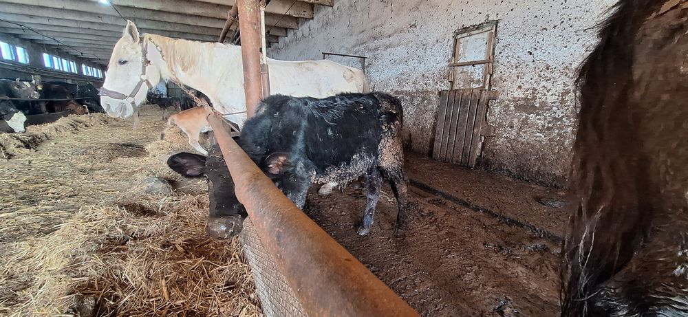 Телета 2 мъжки и 2 женски варненско