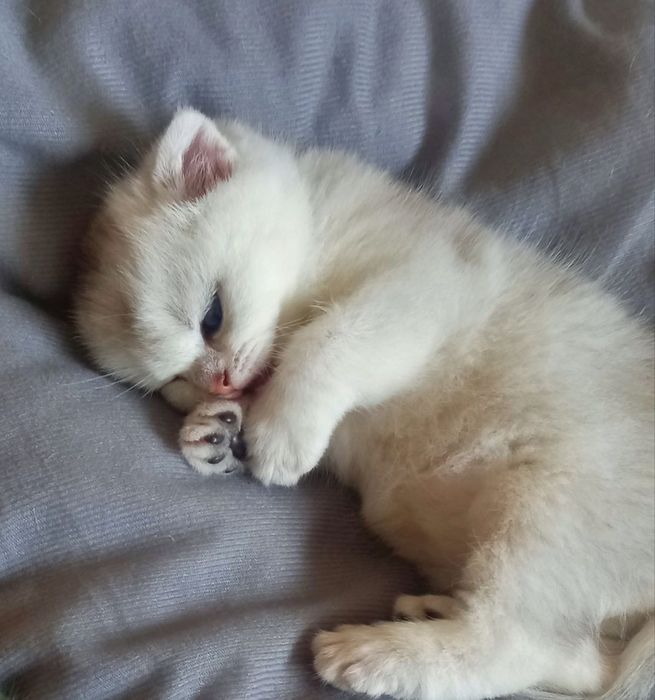 Продаются котёнок мальчик 1 месяц скоттиш-фолд правильная вязка чисток