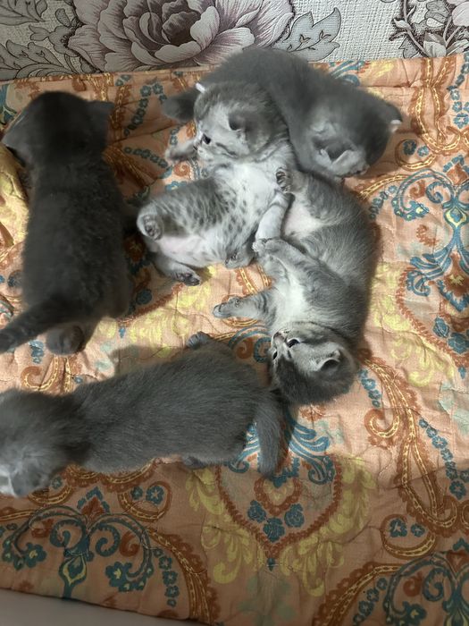 Шатлансикй мысыктар сатылады