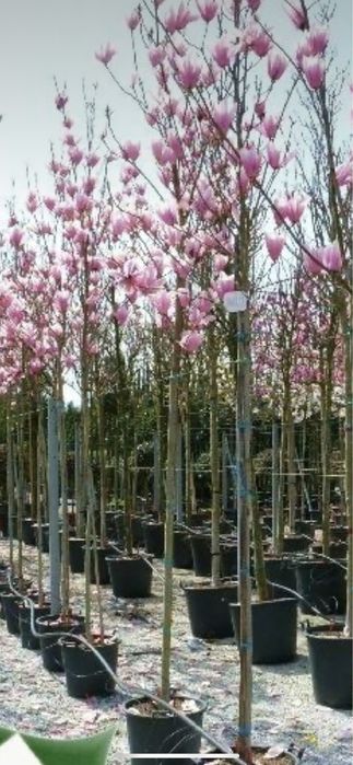 Copacii ornamentali ;magnoli,camelias,trandafiri