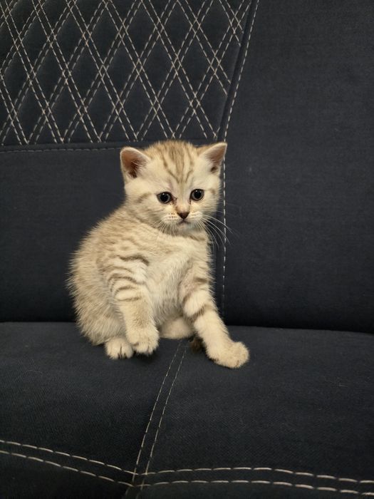 Британская короткошёрстная шиншилла